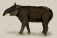 TAPIR