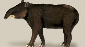 TAPIR